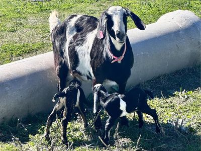 6 Full Nubian Nanny Goats!