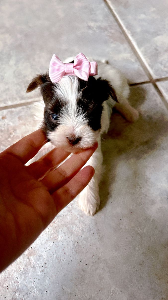 Teacup Yorkie Puppies