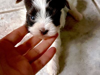 Teacup Yorkie Puppies