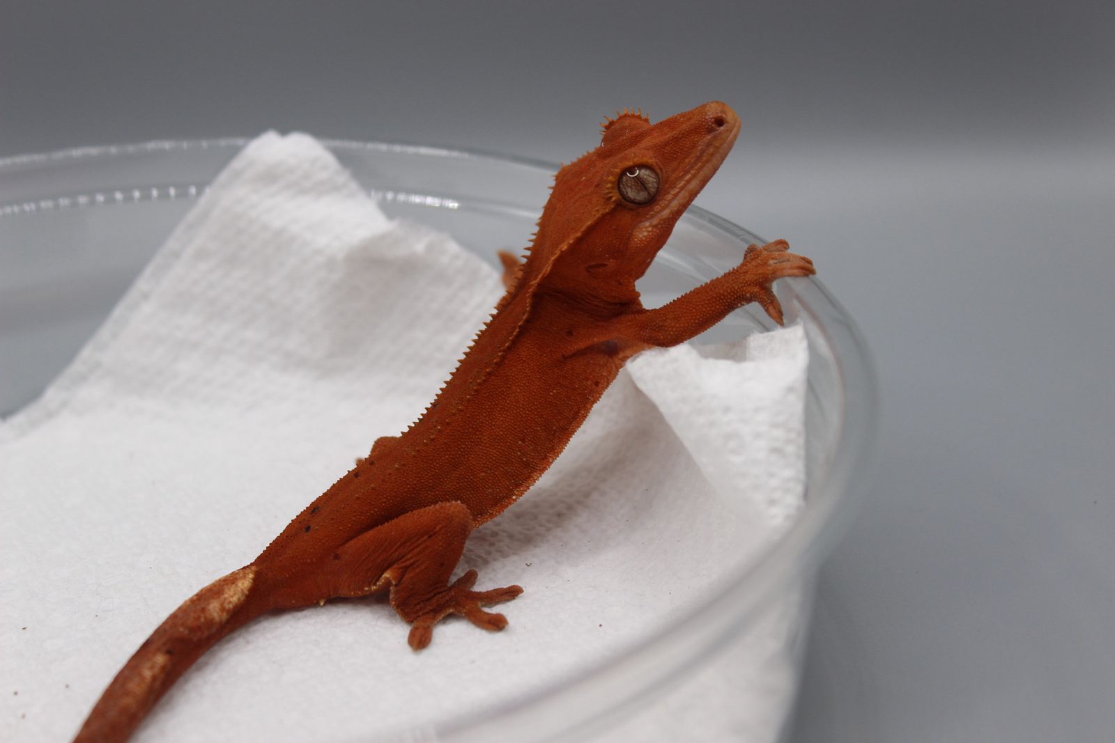 Female het soft scale crested gecko