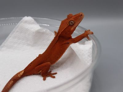 Female het soft scale crested gecko