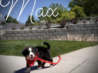 AKC Bernese Mountain dog puppies