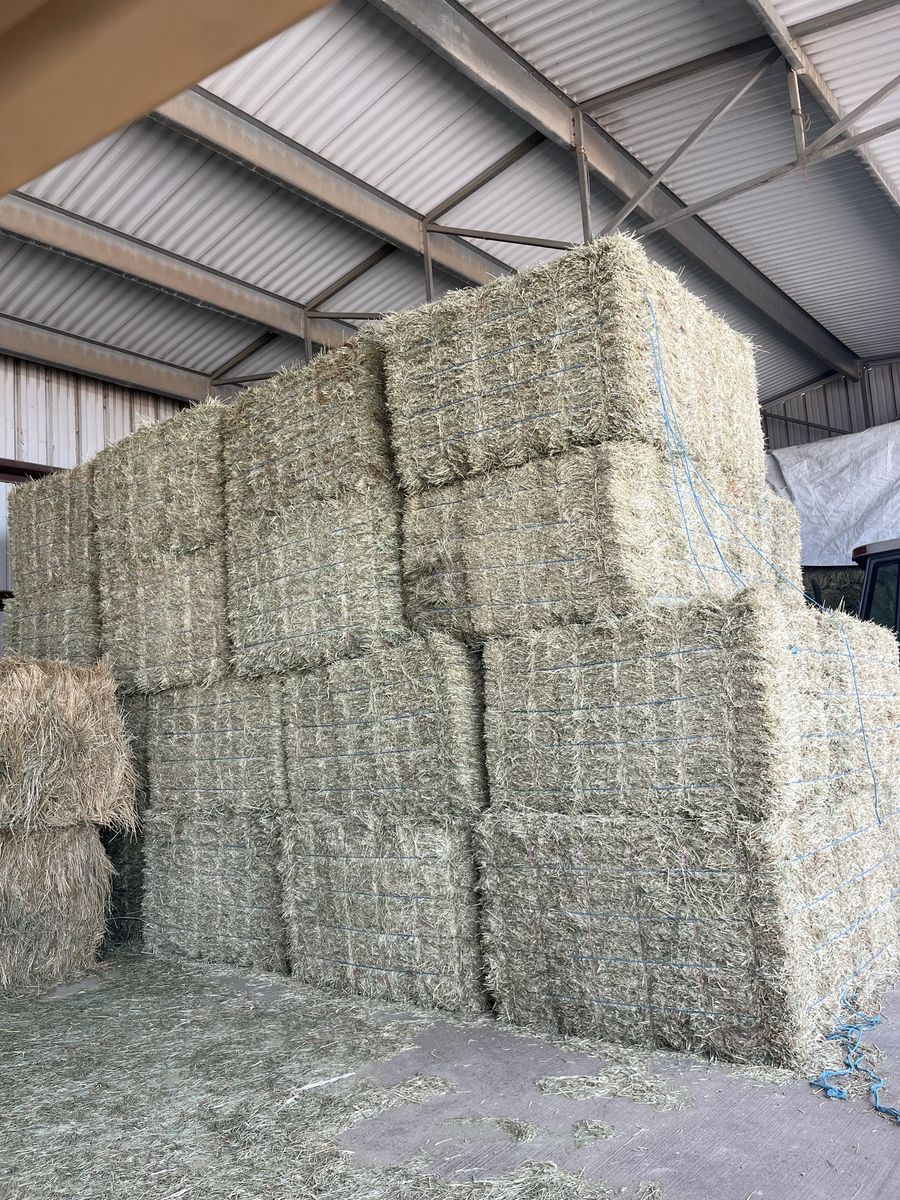 Wheat Hay 50-55lbs in 21 bale bundles
