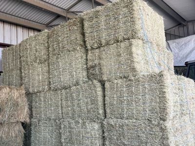 Wheat Hay 50-55lbs in 21 bale bundles