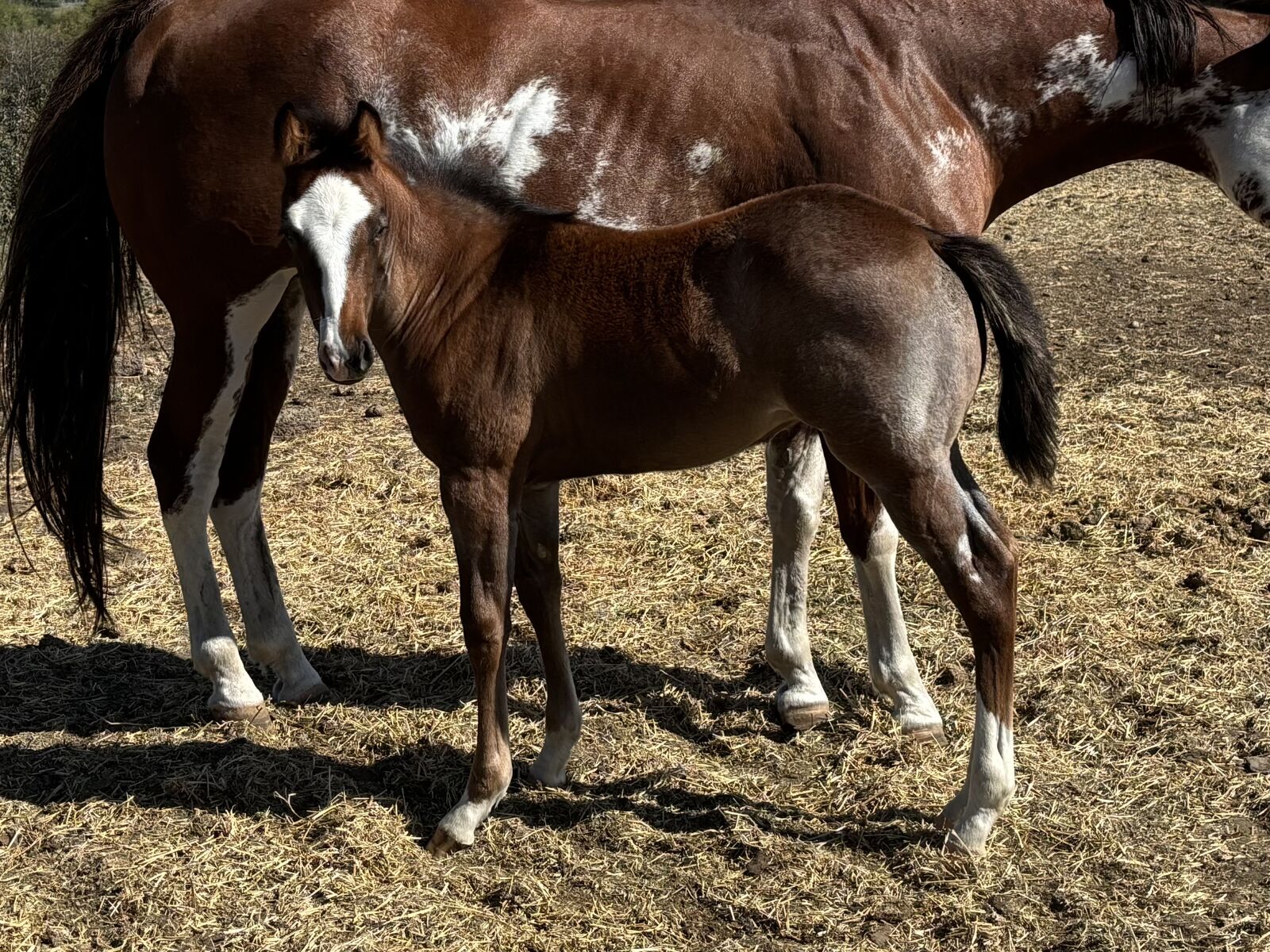 2025 Bay Roan APHA Filly "Quill"