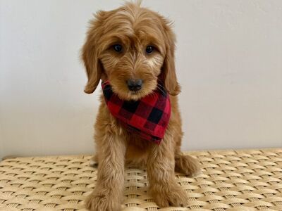 F1 Standard Goldendoodle Puppies