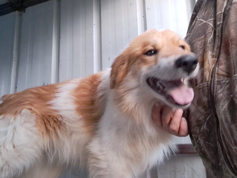 Border Collie Great Pyrenees puppies