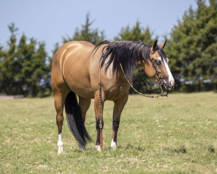 Buckskin Quarter Horse mare