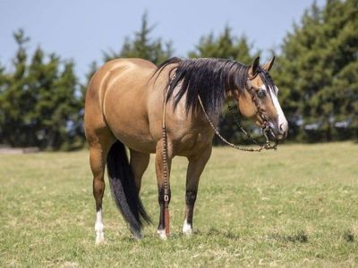 Buckskin Quarter Horse mare