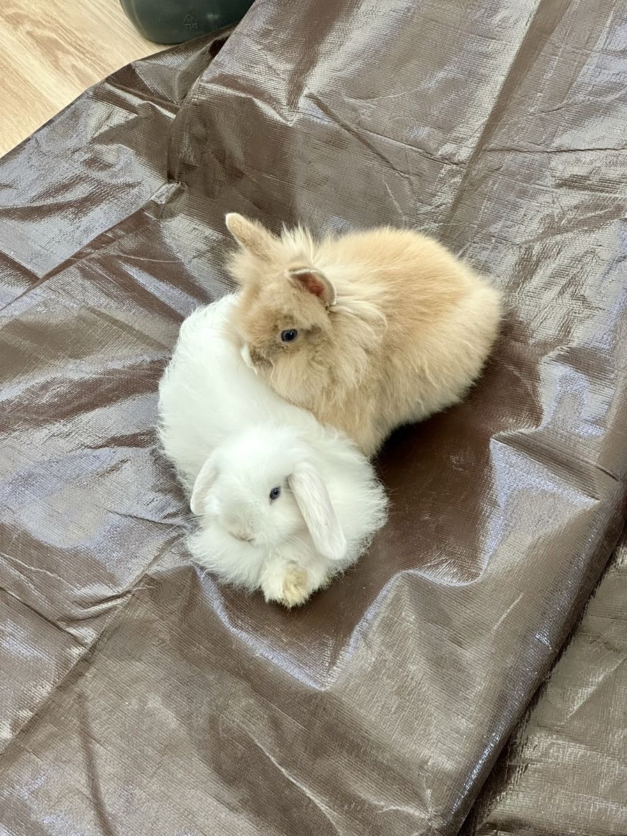 BABY EASTER BUNNIES!!