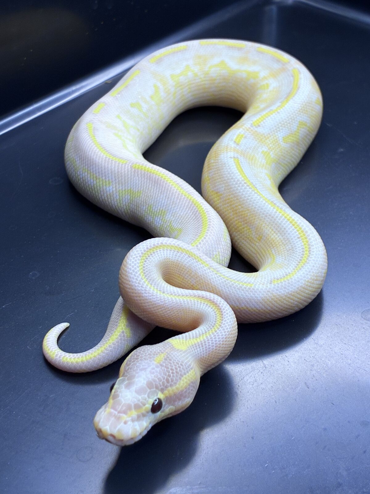 Ball Python Banana Pastel Highway Het Pied