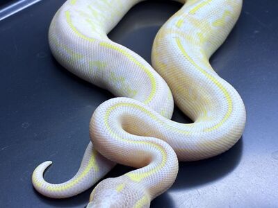 Ball Python Banana Pastel Highway Het Pied