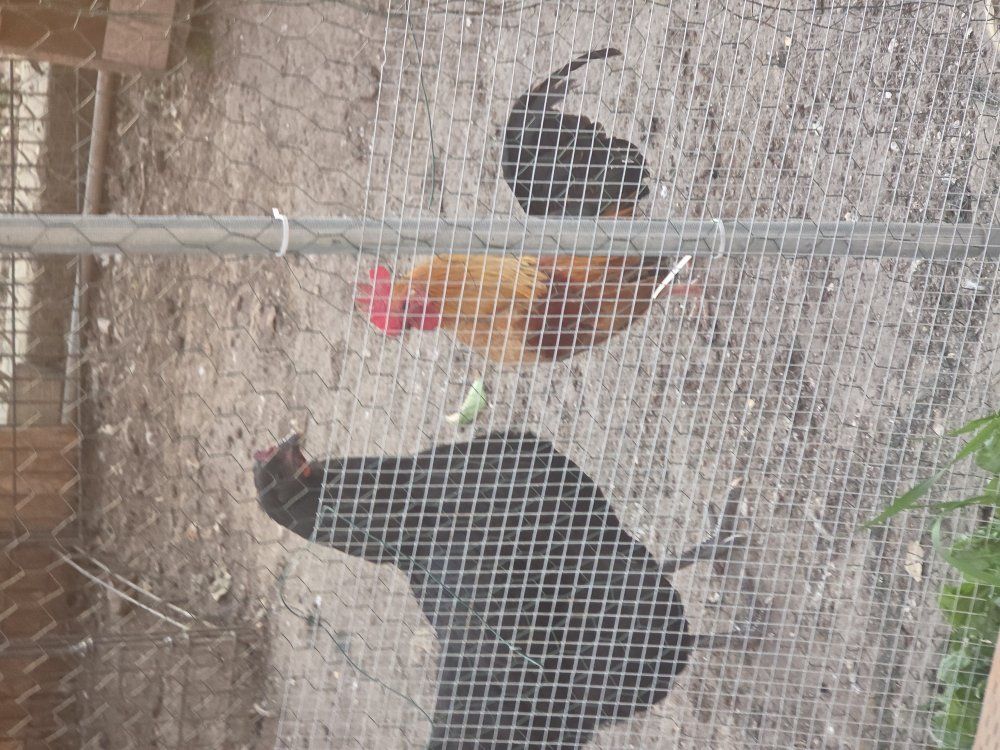 Whole chicken set up