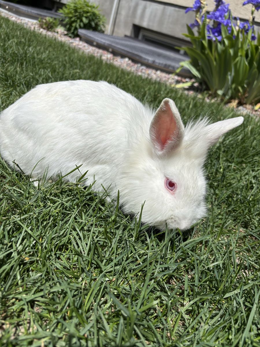 Adorable White Lionhead Bunny Rabbits