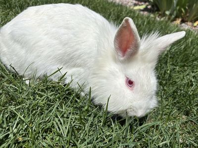 Adorable White Lionhead Bunny Rabbits