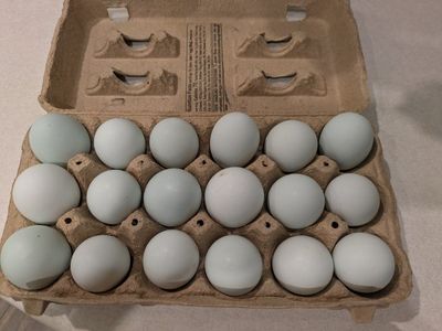 Fertilized Ameracauna eggs