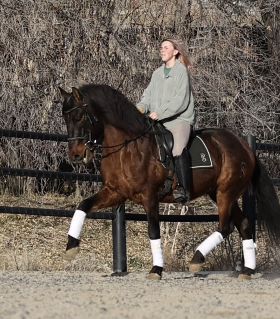 Roman – 14 y/o PRE Andalusian Gelding