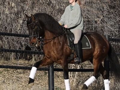 Roman – 14 y/o PRE Andalusian Gelding