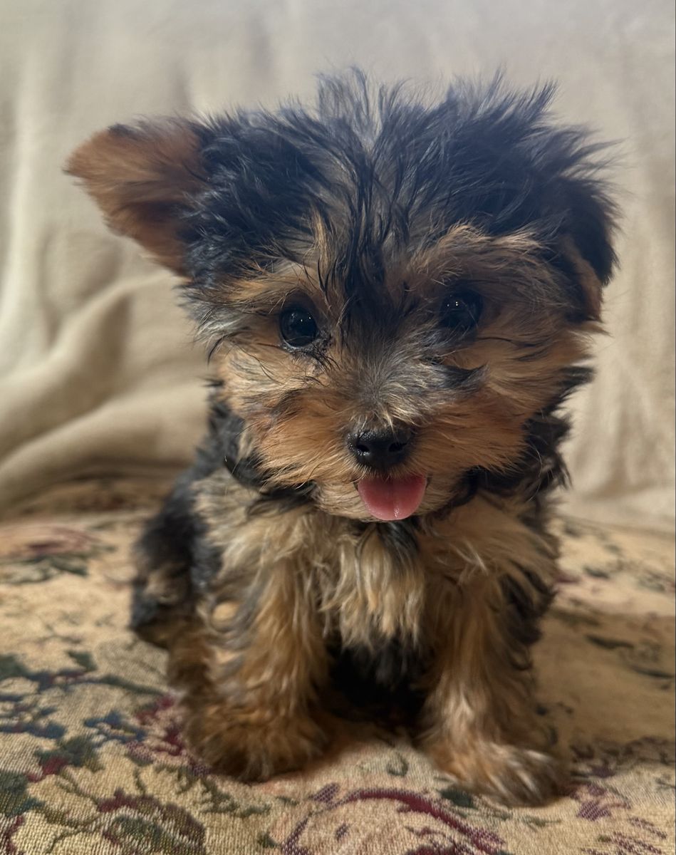 Tiny 11 week old Yorkie Puppy Purebred Yorkies
