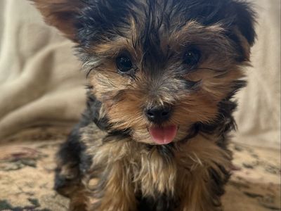 Tiny 11 week old Yorkie Puppy Purebred Yorkies