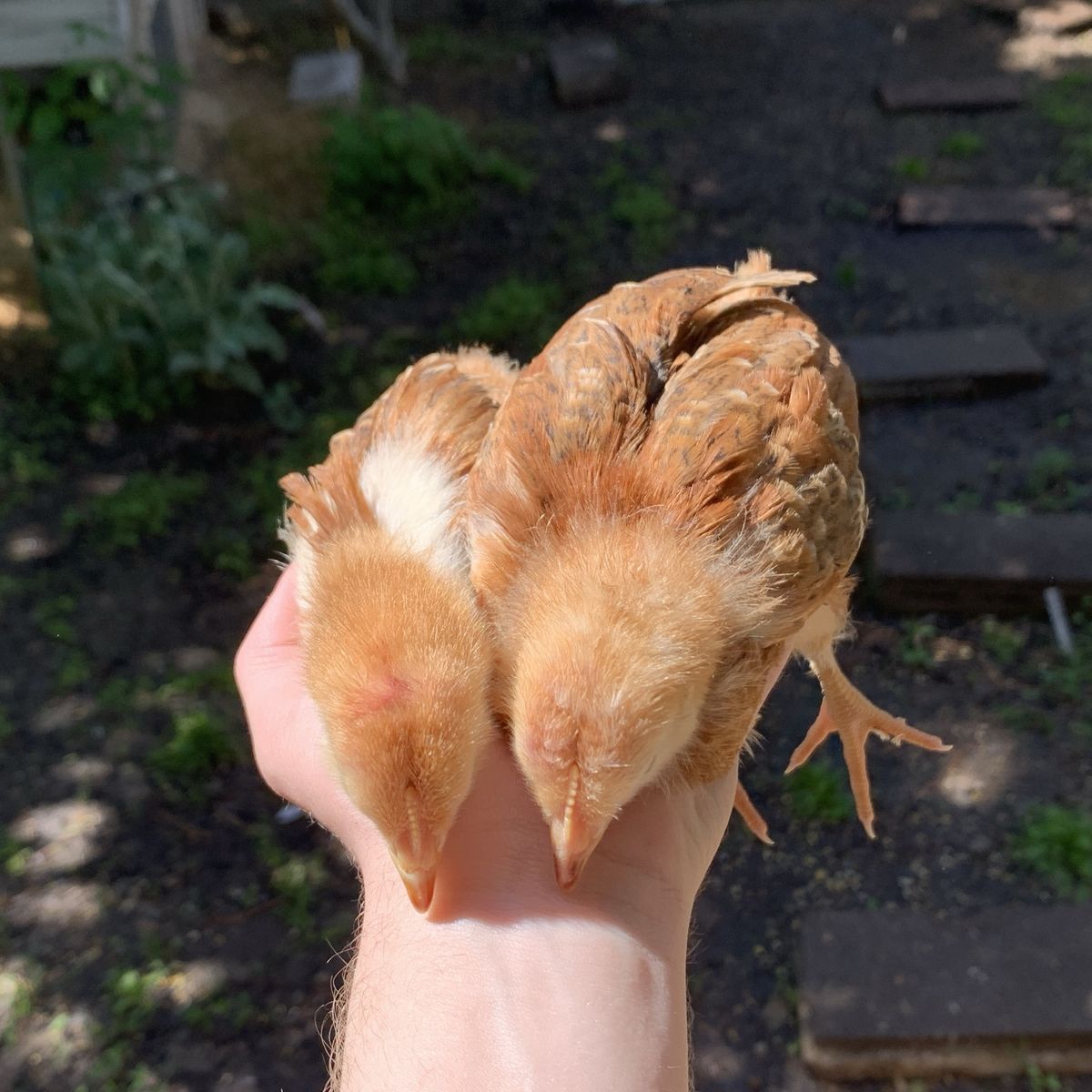 SALE 3wk Rhode Island Red Chicks