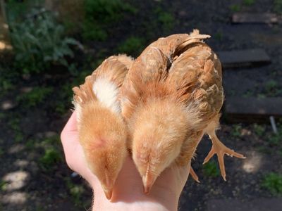 SALE 3wk Rhode Island Red Chicks