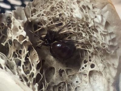 Female False Widow (Steatoda Bipunctata)