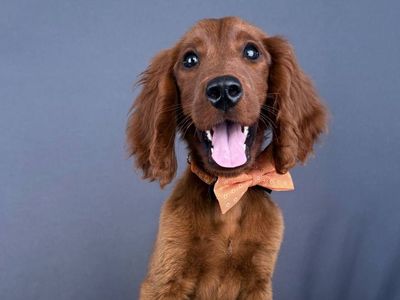 Carmel – 3.5 mo Mini Golden Retriever (Male)