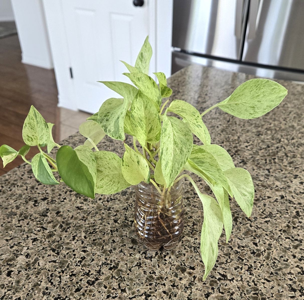 Snow Queen Pothos