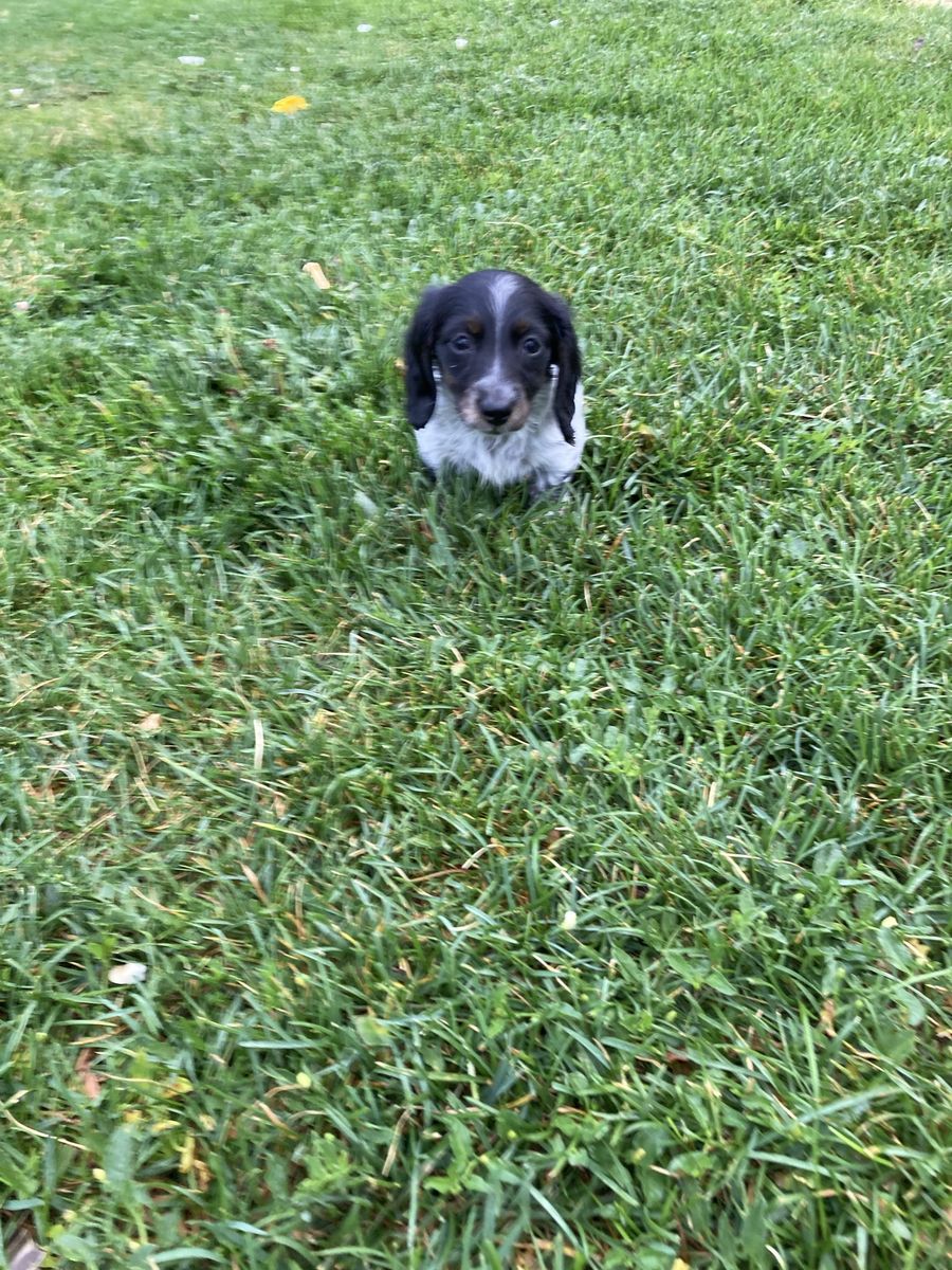 Piebald mini long haired dachshund