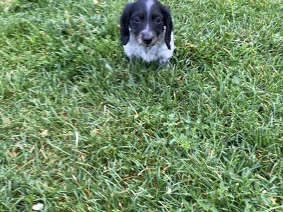 Piebald mini long haired dachshund