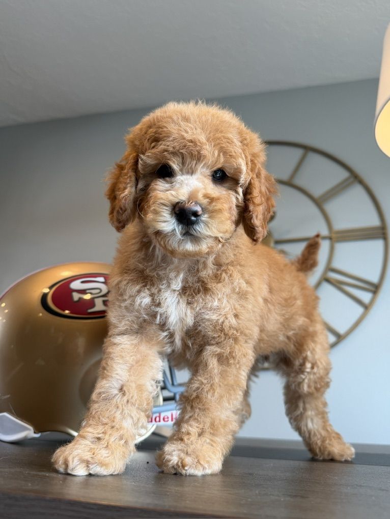 Stunning Mini Goldendoodles Boy!