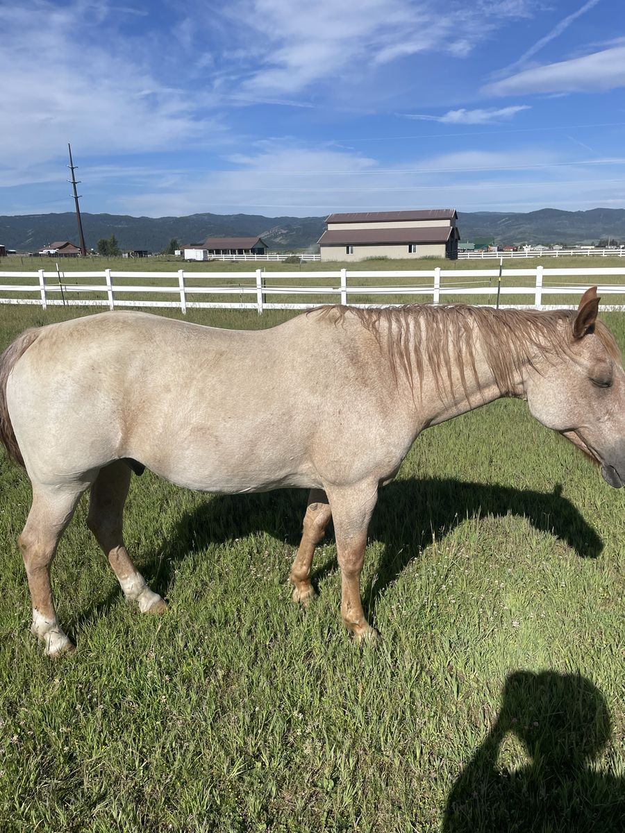 21 year old Red Roan