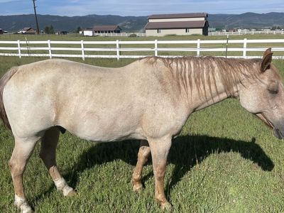 21 year old Red Roan