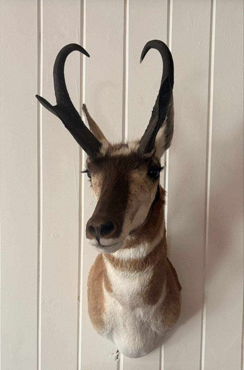 Pronghorn Mount