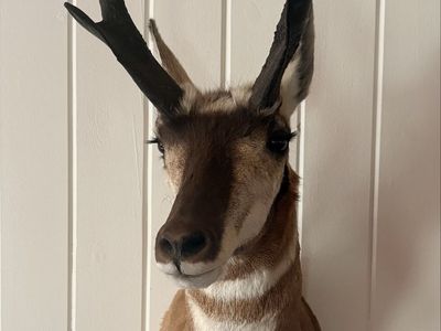 Pronghorn Mount