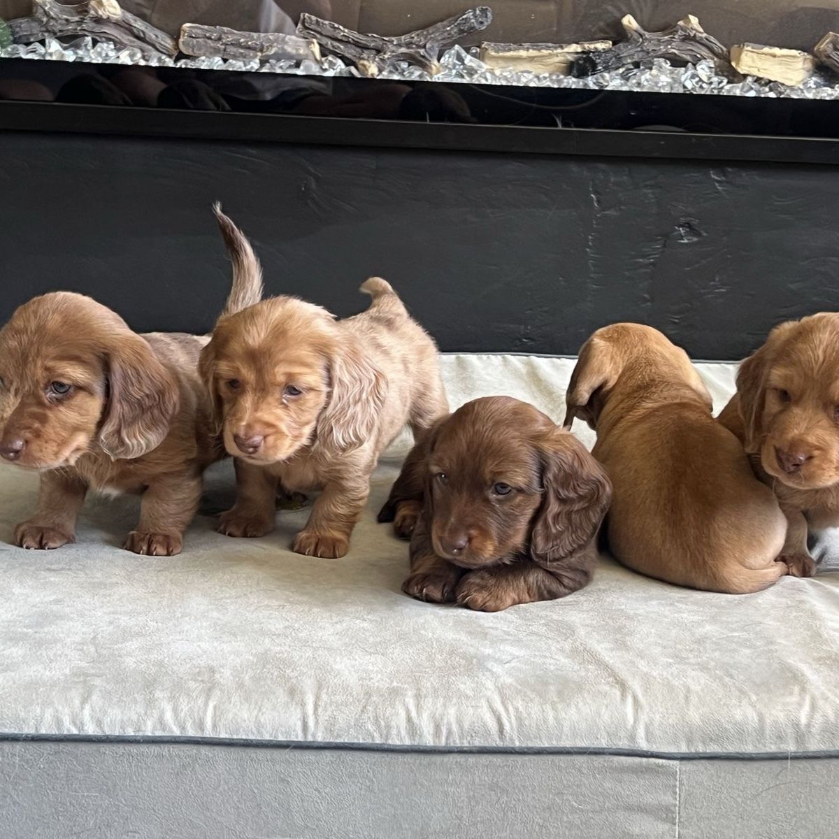 Longhair Dachshund Puppies