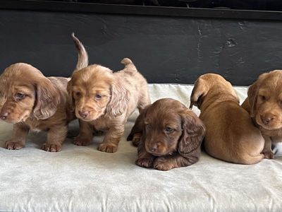 Longhair Dachshund Puppies