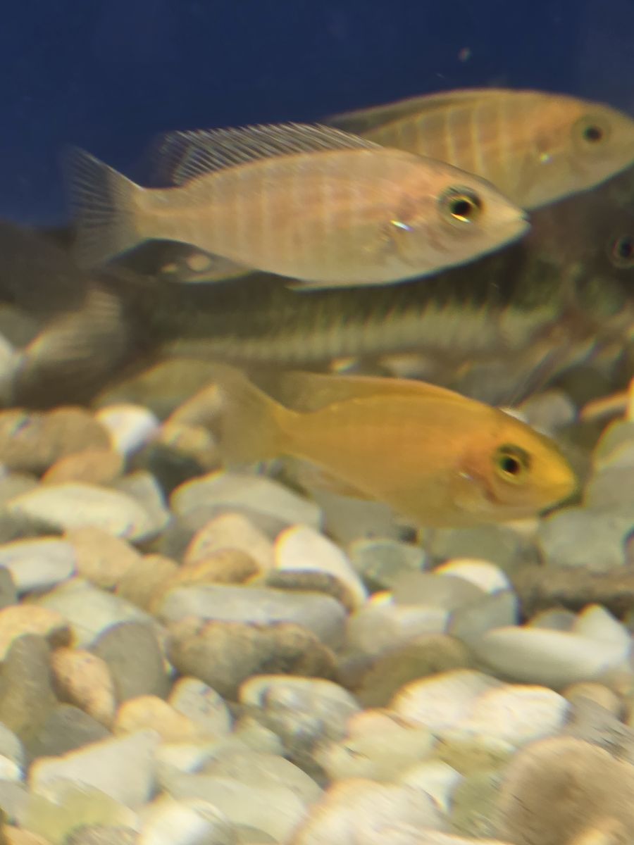Electric Yellow Cichlids