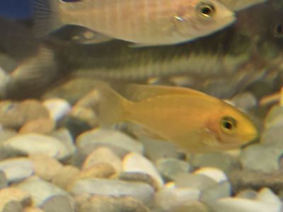 Electric Yellow Cichlids