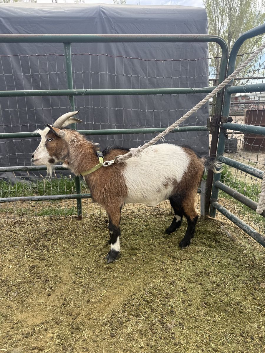Male Goat
