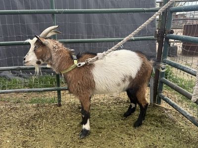 Male Goat