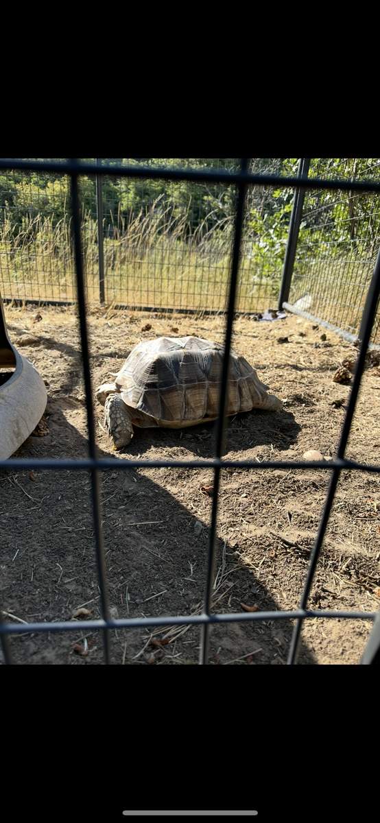 Tortoise