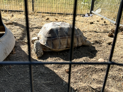 Tortoise