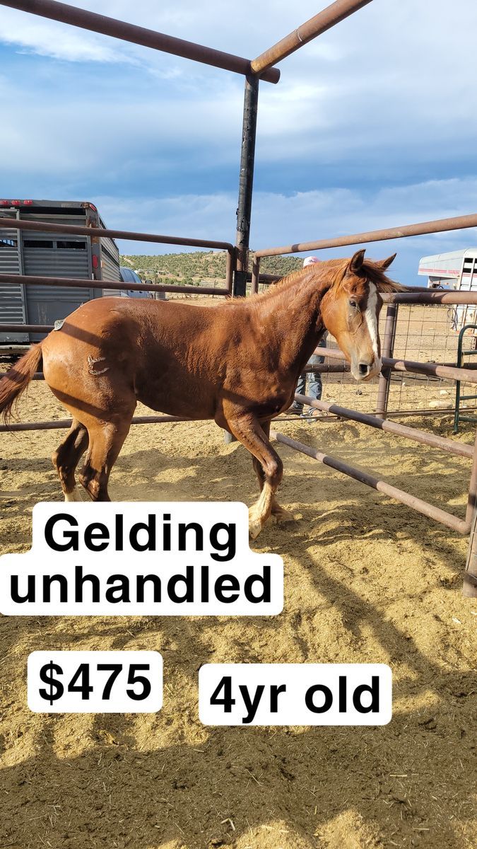 Gelding