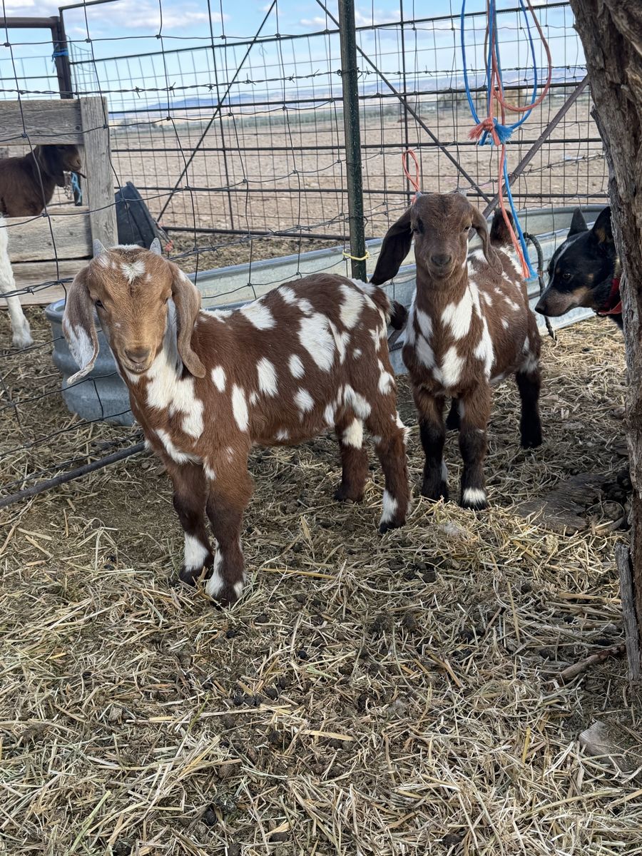 7 month old boer Buckling