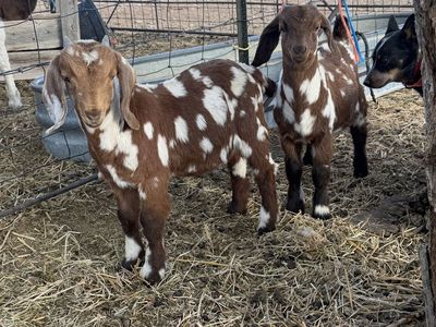 7 month old boer Buckling