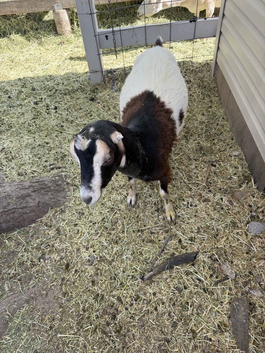 Yearling adga registered Lamancha