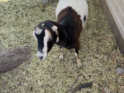 Yearling adga registered Lamancha