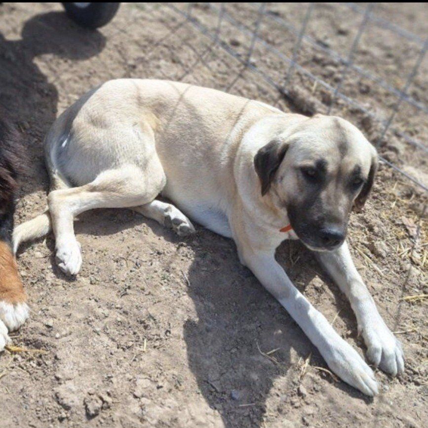 Family Friendly Home & Farm Guard Dog